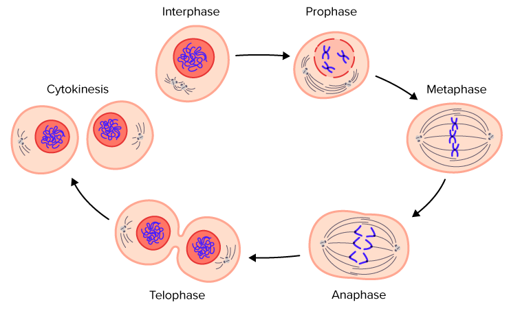 <ol><li><p>nuclear membrane breaks down in prophase</p></li><li><p>nuclear membrane reforms around two new nuclei</p></li><li><p>plasma membrane pulled inwards at equator / cleavage furrow formed</p></li><li><p>membrane pinches apart to form two cells</p></li></ol>