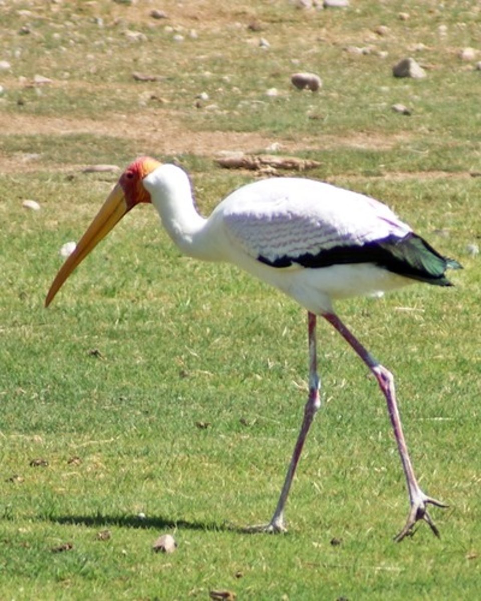 <p>stork</p>