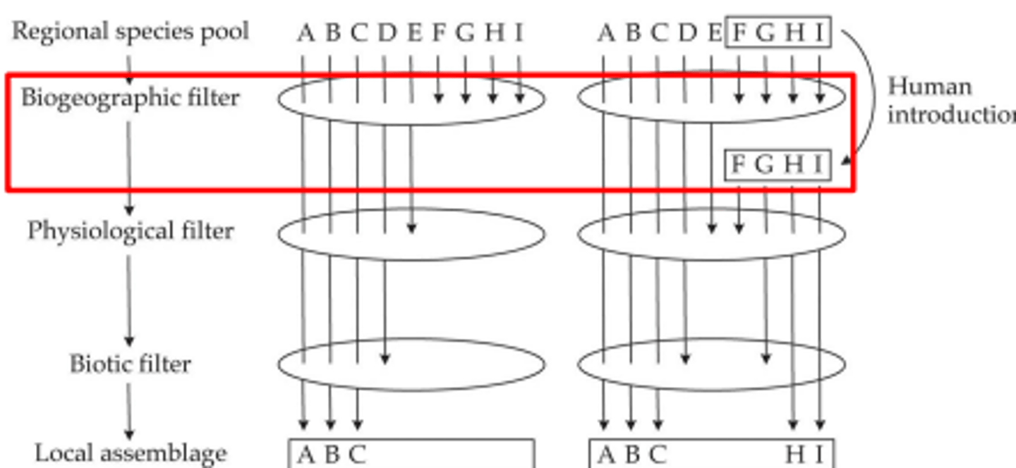 <p>because humans move species around they get rid of the biogeographic filter</p>
