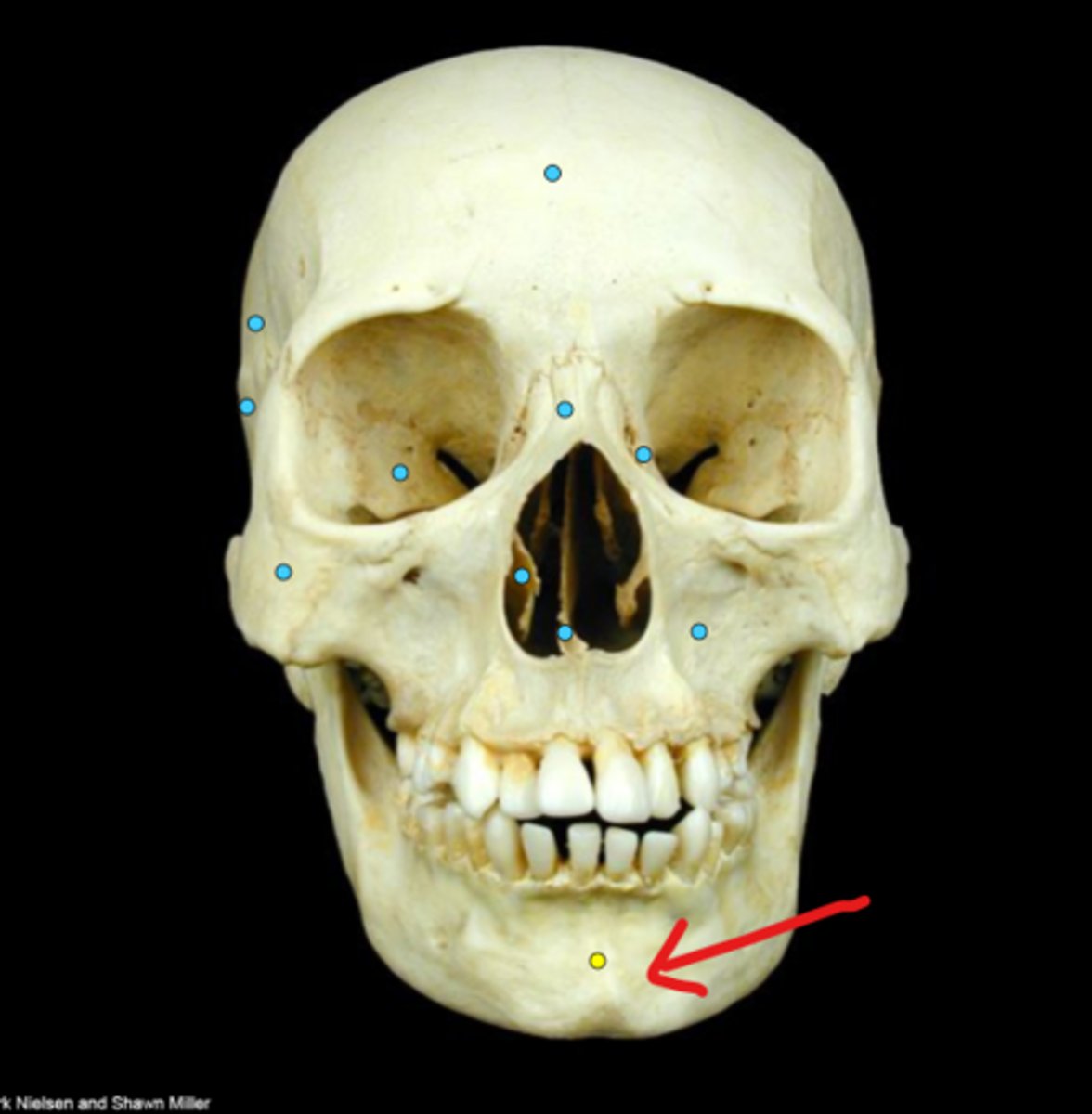 knowt flashcard image