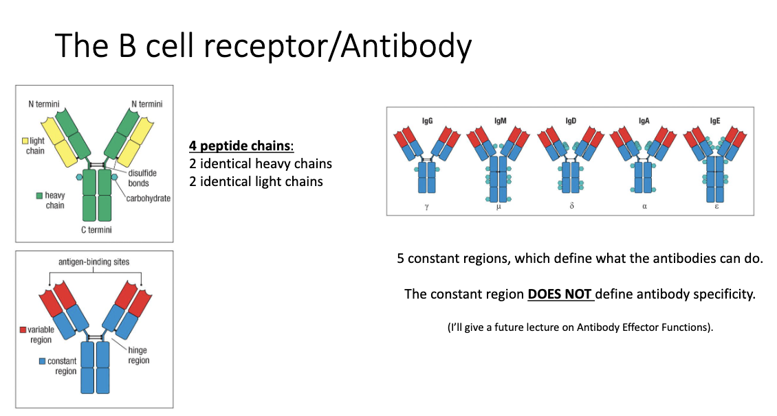 <ul><li><p><strong>4 peptide chains:</strong> 2 identical heavy chains + 2 identical light chains (held by disulphide bonds)</p></li><li><p><strong>5 constant regions:</strong></p><ul><li><p>Control <strong>effector functions</strong> (what the antibody can <em>do</em>)</p></li><li><p>Have different <strong>glycan numbers</strong>, affecting antibody function</p></li><li><p><strong>Do NOT determine antigen specificity</strong></p></li></ul></li><li><p><strong>Variable region:</strong></p><ul><li><p>Determines <strong>antigen specificity</strong> (what the antibody <em>binds</em>)</p></li></ul></li></ul><p></p>