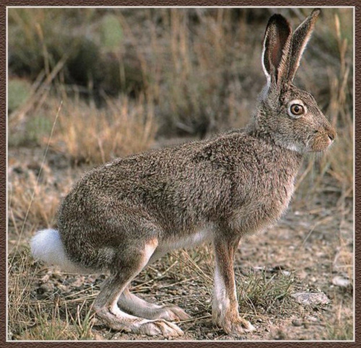 <p>true hares, jackrabits</p>