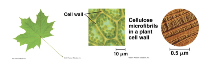 <p>Organisms build strong materials from structual polysaccharides</p><ul><li><p>Ex. Cellulose is a major component of the tough walls the enclose plant cells</p></li></ul><p></p>