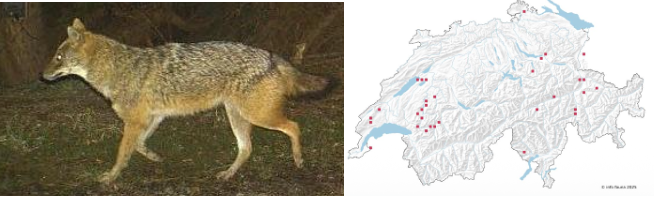 <p><span><span>-</span></span><span style="font-family: "Times New Roman"; line-height: normal; font-size: 7pt;"><span>&nbsp;&nbsp;&nbsp;&nbsp;&nbsp;&nbsp; </span></span><span><em><span>Territorial, lebt allein, in Paaren oder Rudeln</span></em></span></p><p class="MsoListParagraphCxSpMiddle"><span><span>-</span></span><span style="font-family: "Times New Roman"; line-height: normal; font-size: 7pt;"><span>&nbsp;&nbsp;&nbsp;&nbsp;&nbsp;&nbsp; </span></span><span><em><span>Paarungszeit: Jan-Feb, 4-5 Jungtiere/Wurf, begeben sich bereits im folgenden Frühjahr auf Reviersuche (Einige Jungtiere bleiben im Familienrudel -> Aufzucht nächste Gen.)</span></em></span></p><p class="MsoListParagraphCxSpLast"><span><span>-</span></span><span style="font-family: "Times New Roman"; line-height: normal; font-size: 7pt;"><span>&nbsp;&nbsp;&nbsp;&nbsp;&nbsp;&nbsp; </span></span><span><em><span>Nahrungsgeneralist &amp; -opportunist</span></em></span></p>