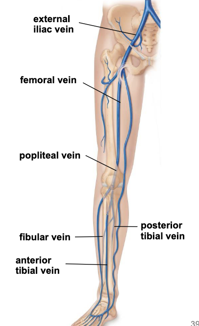 <ul><li><p><u>posterior tibial vein</u> drains blood from the foot and posterior compartment of the leg</p></li><li><p><u>anterior tibial vein</u> drains blood from the anterior compartment of the leg and foot</p></li><li><p><u>fibular vein</u> drains blood from the lateral compartment of the leg</p></li><li><p>all 3 veins join to form the <u>popliteal vein</u> behind the knee</p></li><li><p><u>popliteal vein</u> moves around the medial side of the thigh to become the <u>femoral vein</u> that drains the thigh </p></li></ul><p></p>