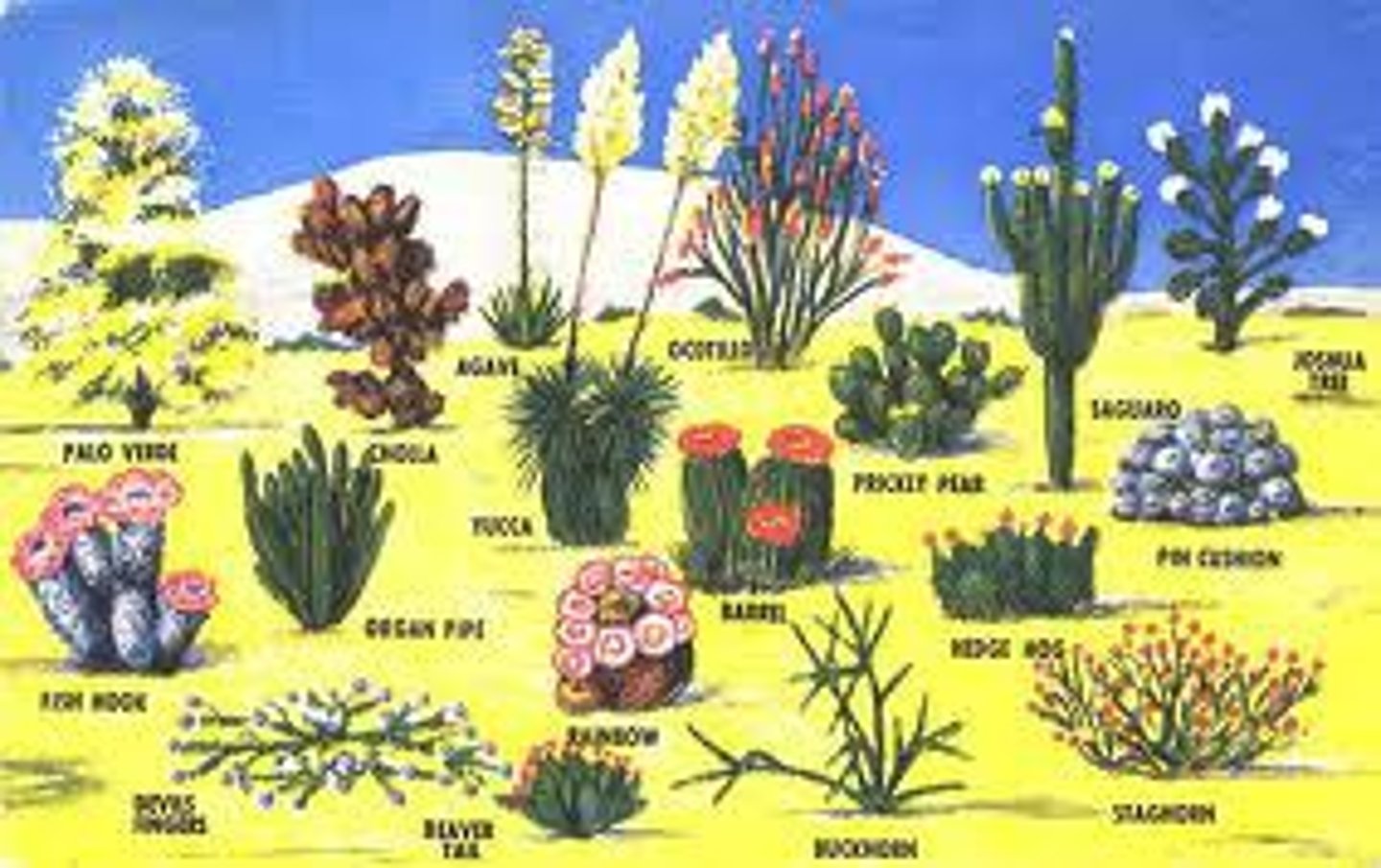 <p>an organism that produces organic compounds and energy from the environment</p>