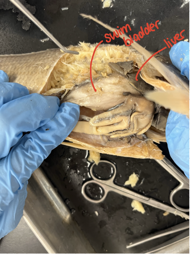 <p>bony fish</p>