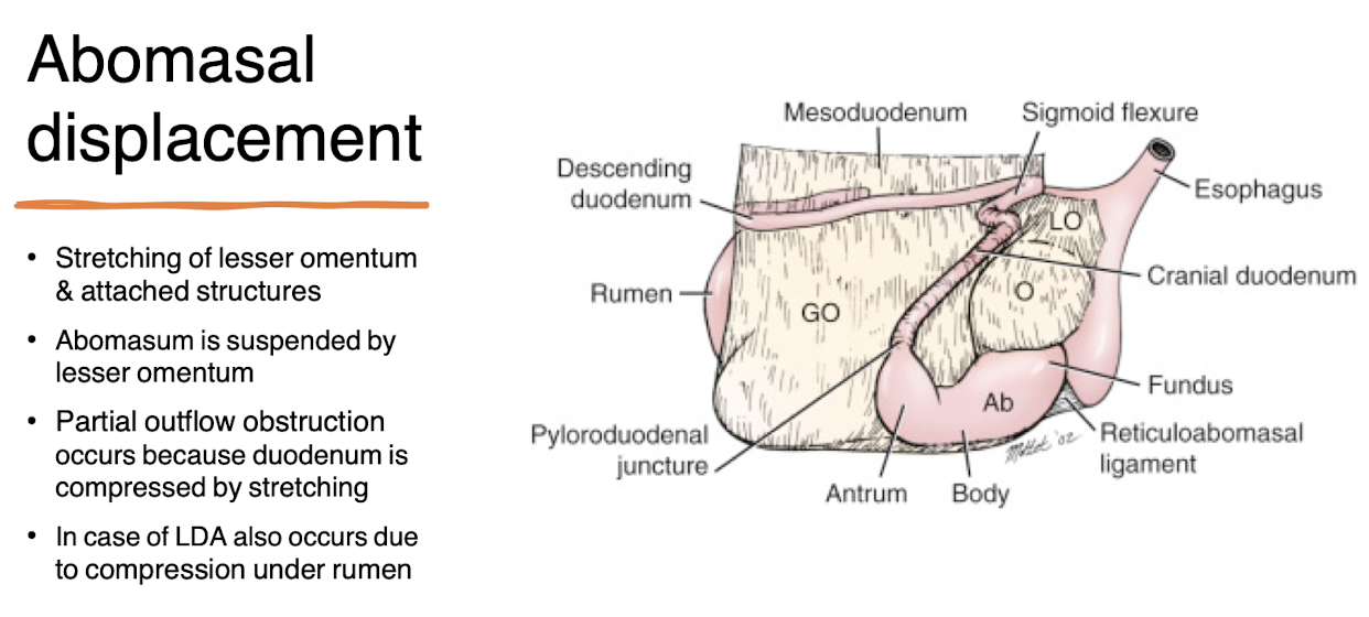 <p>Abomasal displacement refers to the abnormal positioning of the abomasum, typically seen in dairy cows.</p><ul><li><p>LDA most common</p></li><li><p>RDA</p></li><li><p>RVA</p></li></ul><p></p>