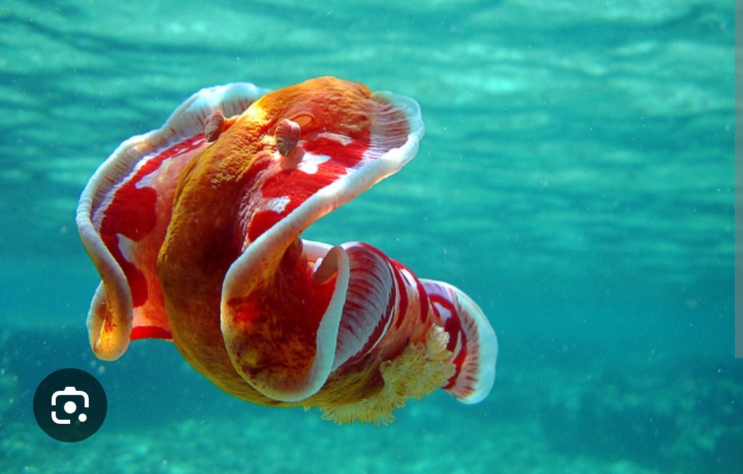 <p>Hexabranchidae family</p><p class="has-focus">diet primarily consists of sponges</p><p class="has-focus">identifiable by its large size, bright orange-red body with white speckles, and its ability to swim by undulating its body and unfurling its mantle</p>