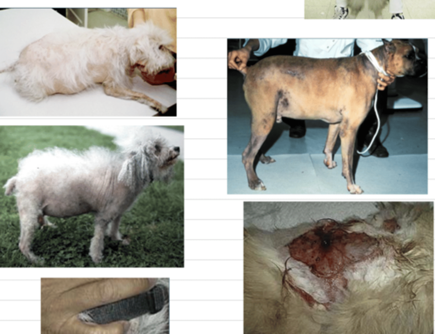 <p>alopecia</p><p>comedones</p><p>hyperpigmentation</p><p>pyoderma</p><p>fragility</p><p>skin atrophy</p><p>calcinosis cutis</p><p>seborrhea sicca</p><p>wound healing delay</p>