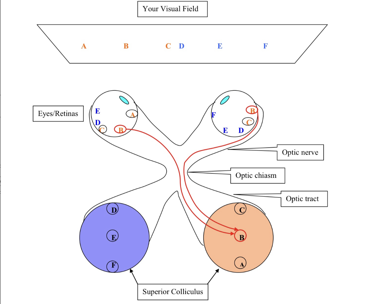 <p>What do the neurons in the center portion (B) in the superior colliculus do ?</p>