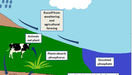 <ul><li><p><strong>Sedimentation</strong></p></li><li><p><strong>Erosion &amp; Runoff</strong></p></li><li><p><strong>Leaching</strong></p></li><li><p><strong>Consumption by Animals</strong></p></li></ul><p></p>