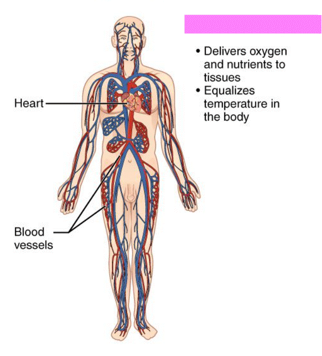 <p>Cardiovascular System</p>