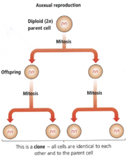 <ul><li><p>1 parent</p></li><li><p>all genes passed on to offspring</p></li><li><p>no gametes formed, offspring genetically identical to parent and siblings if no mutations</p></li></ul><p></p>