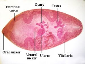 <p><em><span>Paragonimus westermani</span></em><span> adult</span></p>