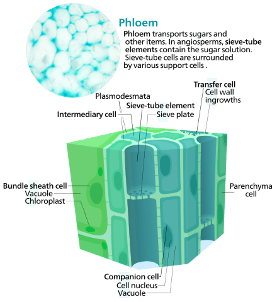 <p>phloem</p>