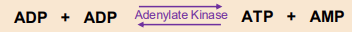 <ul><li><p>rapidly regenerates<strong> ATP from ADP</strong> during high energy demands in intensely contracting muscles</p></li><li><p>helps provide immediate small amount of ATP to sustain muscle function</p></li><li><p>produces<strong> AMP</strong> as well as ATP</p></li><li><p>AMP is an<strong> allosteric activator of glycolysis and glycogenolysis</strong></p></li></ul><p></p>