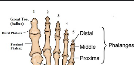 <p>The bones of the fingers and toes, with each finger having three phalanges (proximal, middle, distal), while the thumb and big toe have two (proximal and distal). </p>