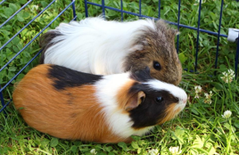 <p>Rodents</p><p>Strict herbivores</p><p>Hystricomorphs - all teeth continuously growing</p><p>Hind gut fermentation (caecum) - mostly anaerobic gram +ve gut flora</p><p>Caecotrophy</p><p>Lifespan 5-6 y</p><p>Some variety of hair colour, length (hairless varieties as well)</p><p>Very social - should live in groups</p>