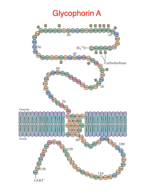 <p>Consists of a single transmembrane helix.</p><p><strong>Example: Glycophorin A</strong></p>