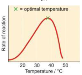 <p>bij te lage temperatuur krijg je inactivatie</p><p>bij te hoge temperatuur heb je denaturatie </p>