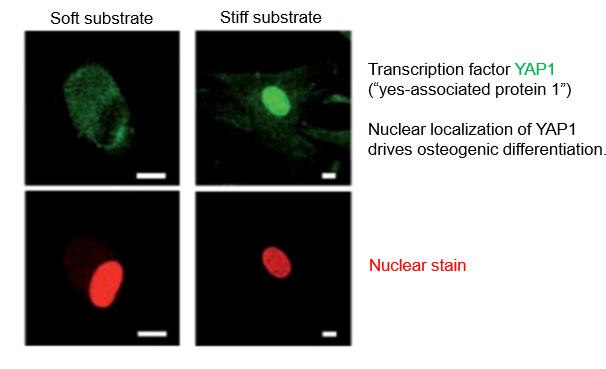 <ul><li><p>YAP1 has roles in development and cancer </p></li><li><p>regulated by whether it’s in the nucleus</p></li><li><p>if protein is out of the nucleus, it becomes inactive because it can’t interact with DNA </p></li><li><p>moving transcription factor can be regulated mechanically </p></li><li><p>stiff environment, YAP moved in nucleus</p></li><li><p>YAP drives cell differentiation </p></li><li><p>mechanical regulation of transcription factors allows control of specific genetic programmes </p></li></ul><p></p>