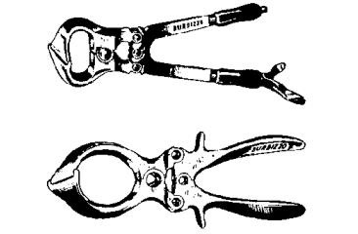 <p>Removing horns to enhance safety and market value.</p>