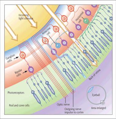 <p>Transmits visual information from the retina to the brain</p><ul><li><p>The place where it connects to the retina is a blind spot</p></li></ul><p></p>