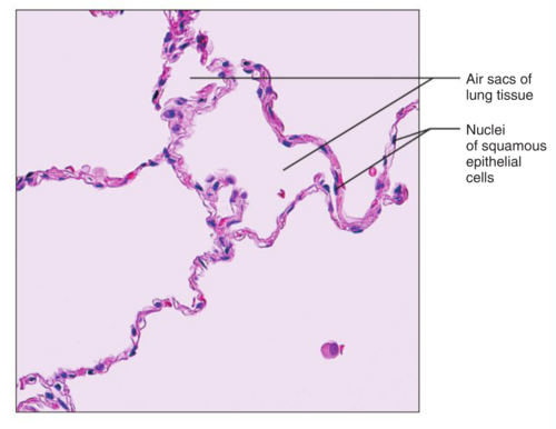 <p>allows materials to pass by diffusion and filtration in sites where protection is not important; secretes lubricating substances in serosae</p>