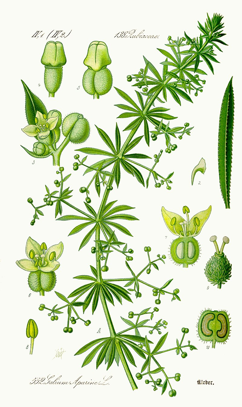 term image
