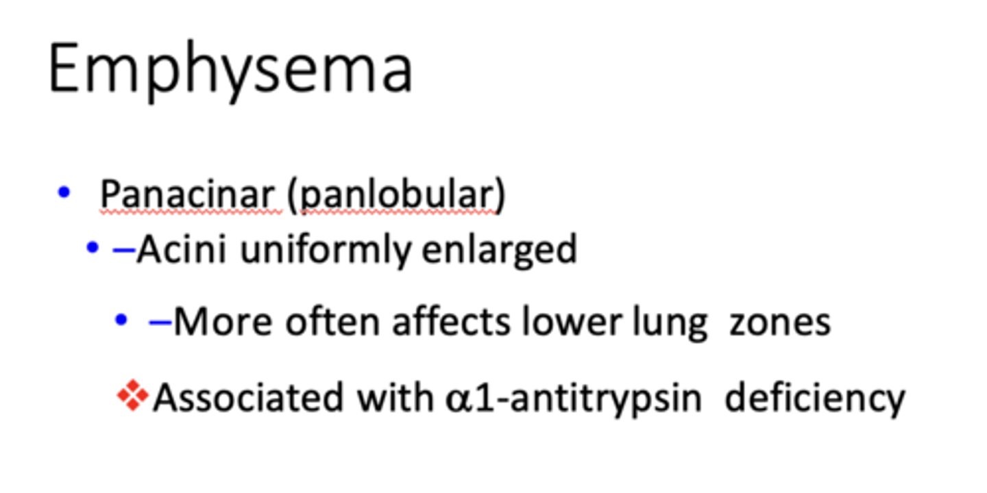 <p>Panacinar (panlobular) emphysema</p>