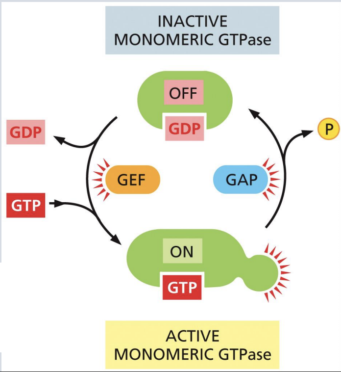 <p>GTPases have different activity depending on whether they are bound to GTP or GDP </p><p></p><p>Generally, the GTP-bound form is active (”on”) in signal transduction pathways </p><p></p><p>Hydrolysis of GTP creates GDP and turns signaling “off</p>