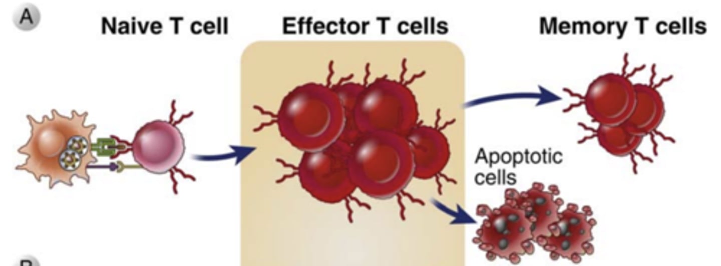 <p><strong>early lymphocyte development</strong> and in the <strong>survival of naive T cells</strong></p>