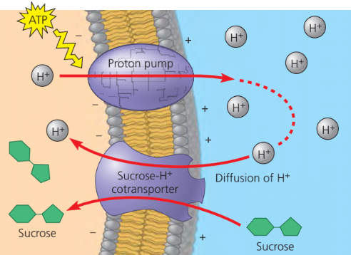 <p>when one ATP powered pump indirectly drives the active transport of several other solutes</p>