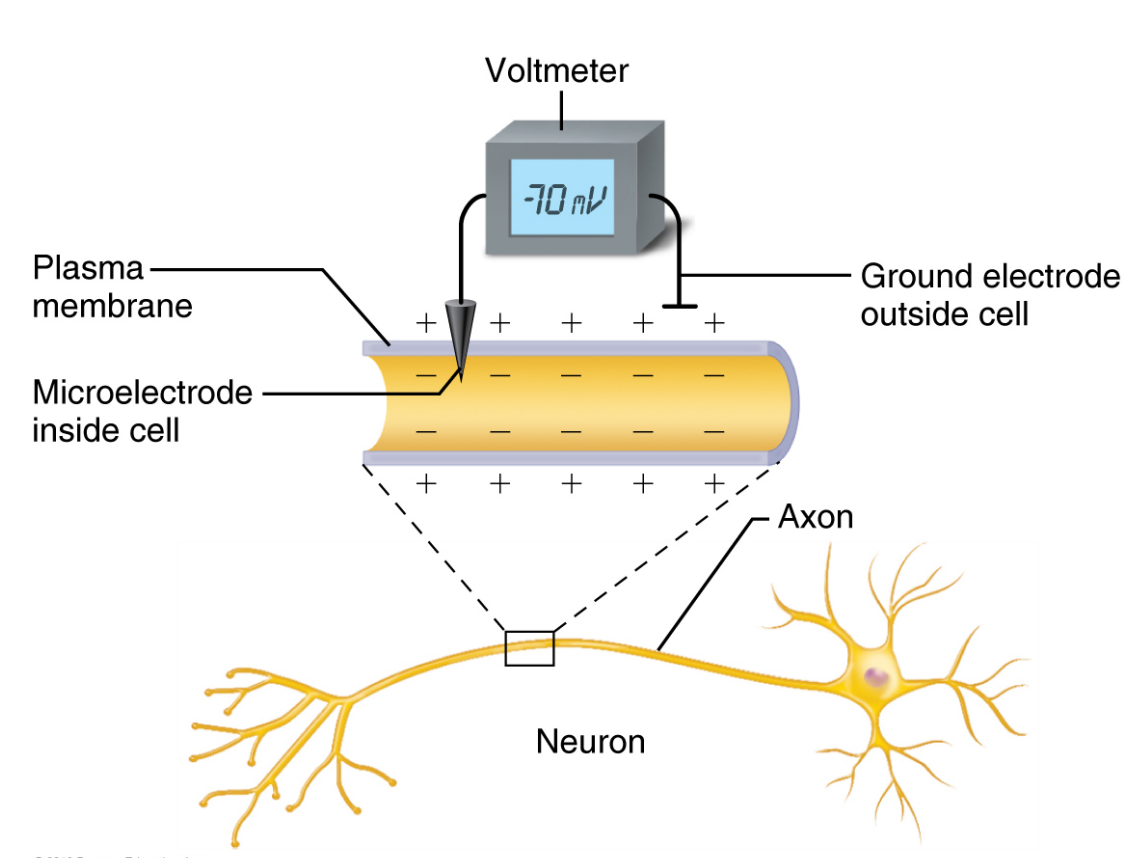 <ul><li><p>The neuron is at rest (not sending an electrical signal).</p></li><li><p>Polarised - Exterior is positively charged and interior is negatively charged.</p><ul><li><p>Uneven distribution of ions (like <strong>Na⁺</strong> and <strong>K⁺</strong>) and the work of the sodium-potassium pump.</p></li></ul></li></ul><p></p>