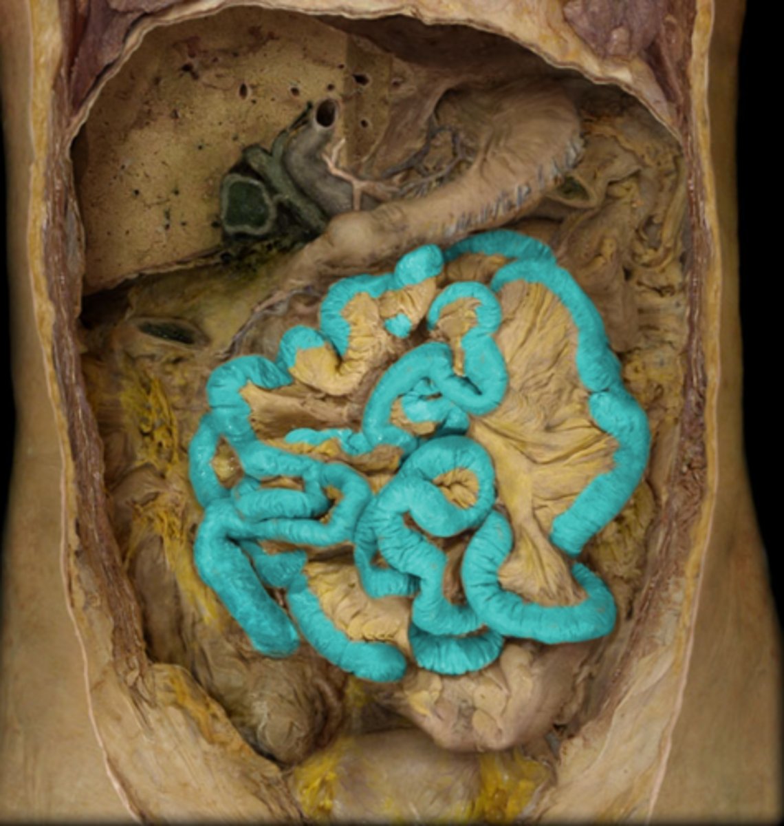 knowt flashcard image