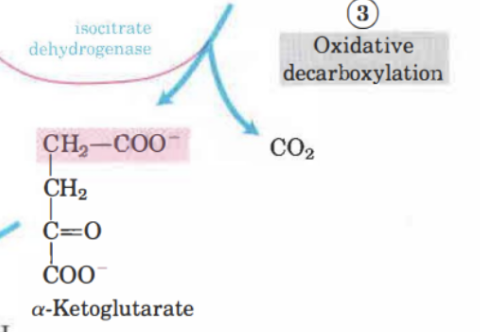 <p>Isocitrat oxideras till <strong>𝛼-ketoglutarat</strong> och CO2. <strong>Isocitrat dehydrogenas</strong> kommer att katalysera en oxidativ dekarboxylering. NAD<sup>+</sup> reduceras till NADH. Irreversibelt steg (ett kol tas bort).</p>