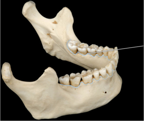 A ridge on the mandible encircling the alveoli of teeth and separating the teeth from the jaw bone