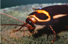 <p><span style="background-color: transparent;"><span>Reddish brown to dark brown color.</span></span></p><ul><li><p><span style="background-color: transparent;"><span>2.5 cm long</span></span></p><ul><li><p><span style="background-color: transparent;"><span>Similar in appearance to American cockroach, but with yellow streak on base of outer margins of wings.</span></span></p></li></ul></li></ul><p></p>