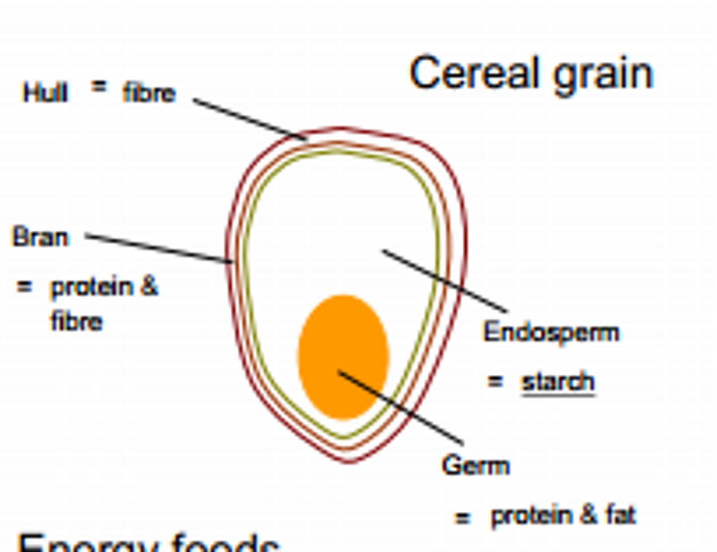 <p>the part of a seed that acts as a food storage for the developing plant embryo, usually containing starch with protein and other nutrients</p>