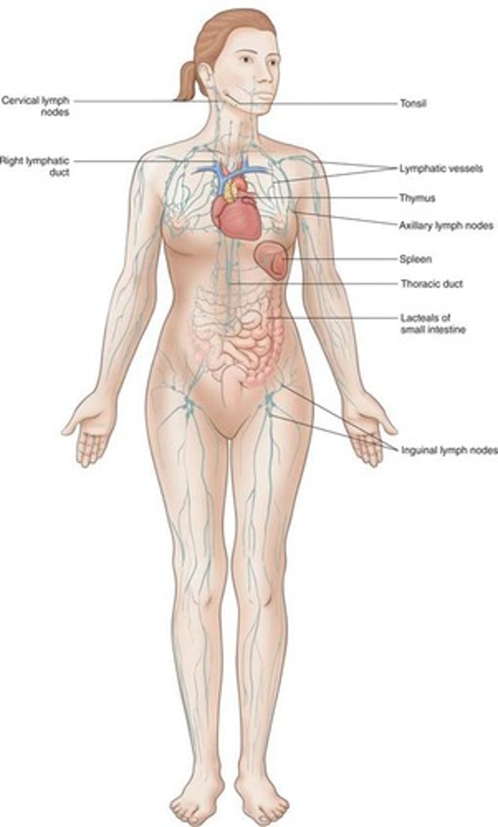 <p>They contain specialized lymphocytes capable of destroying pathogens.</p>
