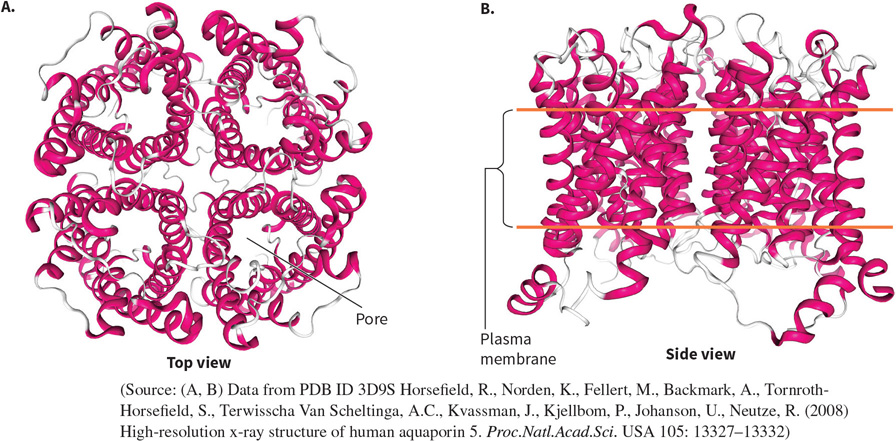 <p>What protein is this? Structural and functional characteristics?</p>