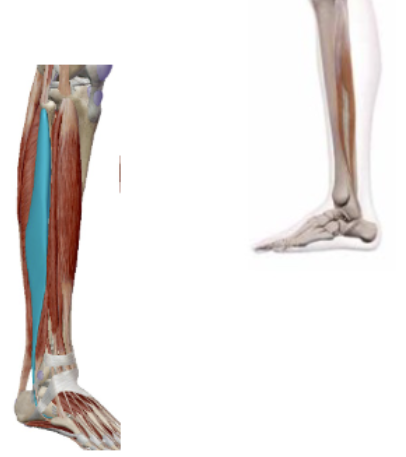 <p><span><span>M. Peroneus Longus (Fibularis Longus)</span></span></p>