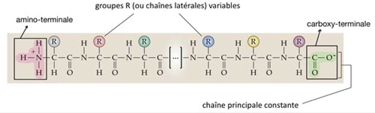 <p>Début : extrémité amino-terminale (NH3+)</p><p>Fin : extrémité carboxy-terminale (COO-)</p>
