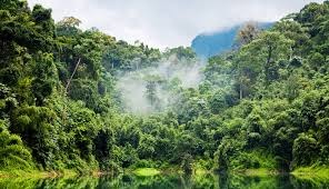 <p>rainforest, jungle</p>