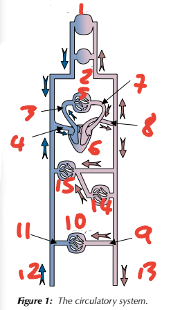 <p>Label the circulatory system (1→5, place number before blood vessel)</p>