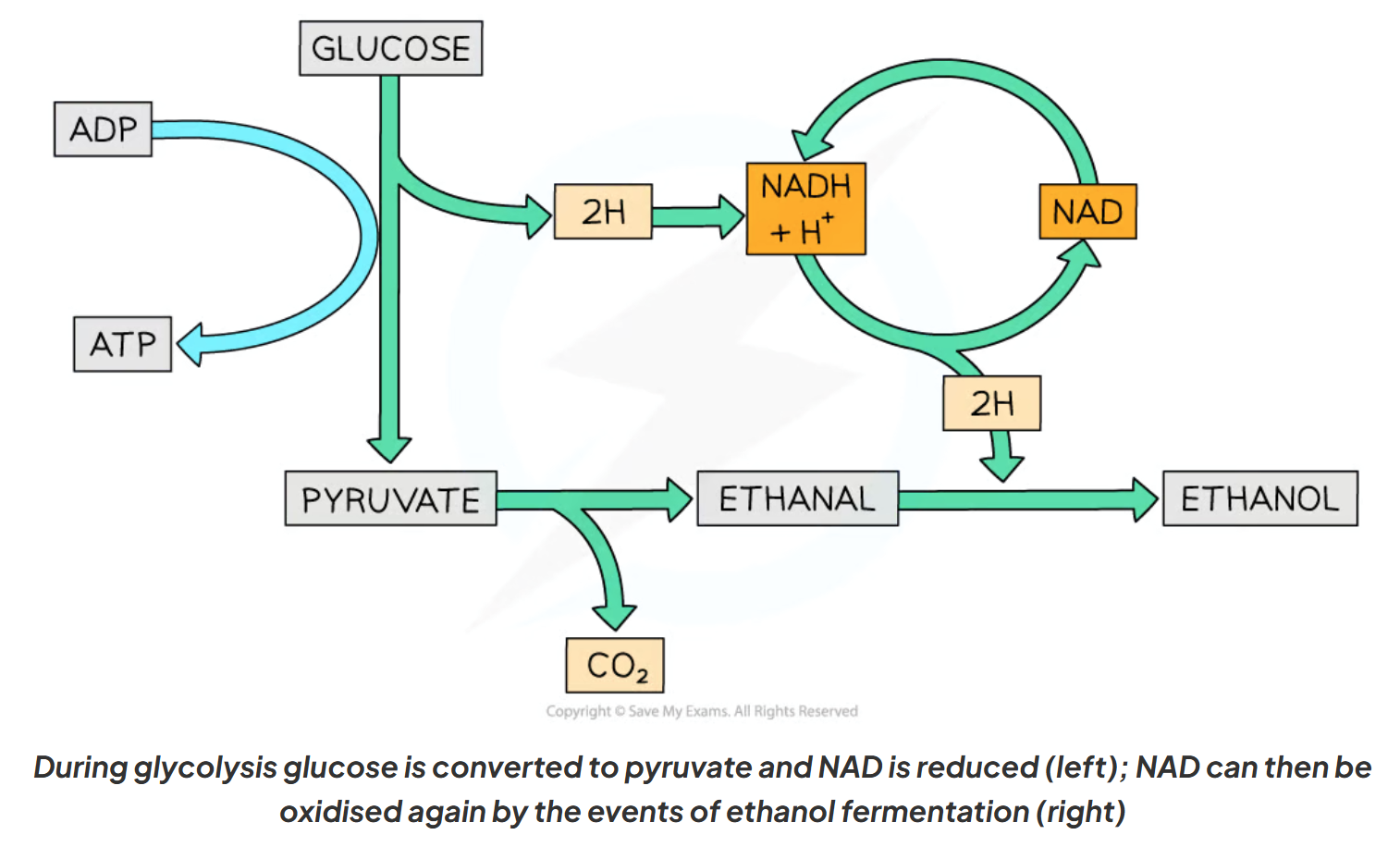 <p>Pyruvate is converted into ethanol & carbon dioxide:</p><ul><li><p>pyruvate is decarboxylated (removal of CO<sub>2</sub>) & then reduced (gains hydrogen from NADH)</p></li><li><p>NAD is regenerated, allowing glycolysis & ATP production to continue in the absence of oxygen</p></li></ul><p></p>