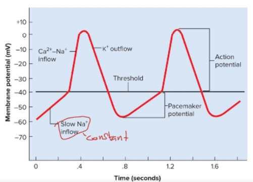 <p>when the membrane potential reaches -40 mV, fast Ca2+ and Na+ channels open peaking potential at 0 mV, then K+ channels open and K+ leave the cell causing repolarization</p>