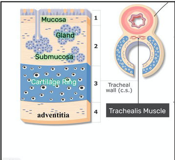 <ul><li><p><span style="background-color: transparent;"><span>Contains</span></span></p><ul><li><p><span style="background-color: transparent;"><span>Mucosa: respiratory epithelium</span></span></p></li><li><p><span style="background-color: transparent;"><span>Submucosa: seromucous glands</span></span></p></li><li><p><span style="background-color: transparent;"><span>Cartilage: 16-20 rings, maintains patency of tube (prevents collapse)</span></span></p></li><li><p><span style="background-color: transparent;"><span>Adventitia: loose connective tissue</span></span></p></li></ul></li><li><p><span style="background-color: transparent;"><span>Note: the cartilage is not continuous so that the trachealis muscle can stretch and allow for swallowing </span></span></p></li></ul><p></p>