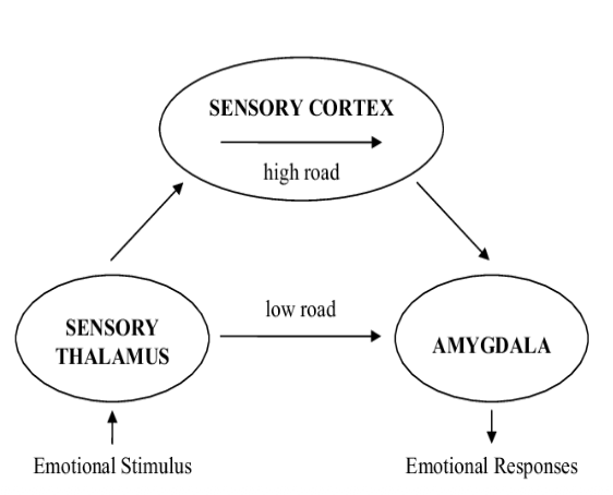<ol><li><p>unconscious and innate- a direct thalamus→ amygdala route that processes sensory aspects of incoming stimuli and transmits the info directly to the amygdala for a rapid conditioned fear response, enabling immediate reactions </p></li></ol><p></p><ol start="2"><li><p>conscious and rational- allows for a more complex analysis of the incoming stimuli and offers a more adequate but slower emotional response and generates the conscious feeling </p></li></ol><p></p>